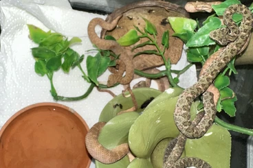 Venomous snakes kaufen und verkaufen Photo: 0.0.6 bothriechis schlegelii