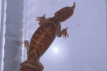 Lizards kaufen und verkaufen Photo: Nephrurus levis levis red 0.1 cb22