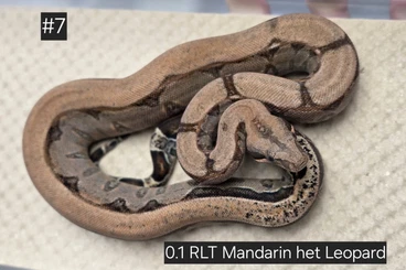 Boas kaufen und verkaufen Photo: 0.1 RLT Mandarin het Leopard