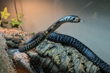 Venomous snakes kaufen und verkaufen Photo: Naja melanolueca for sale