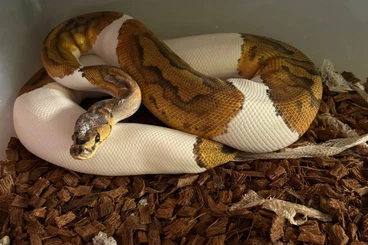 Königspythons kaufen und verkaufen Foto: 1.1 clown pied houten possible