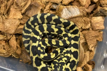 Pythons kaufen und verkaufen Photo: Morelia spilota cheynei CB25
