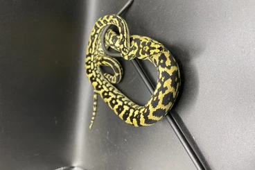 Pythons kaufen und verkaufen Photo: Morelia spilota cheynei German Bloodline CB 06/2025