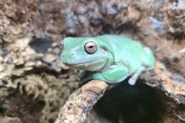 frogs kaufen und verkaufen Photo: 0,2 Litoria caerulea abzugeben (NZ 2019)