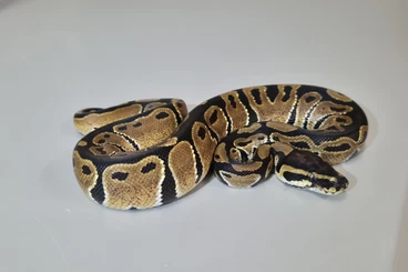 Königspythons kaufen und verkaufen Foto: 0.2 Python regius Nz 25