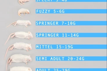 Futtertiere kaufen und verkaufen Foto: Frostfutter, Frostmäuse, Tiefkühlmäuse