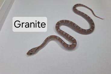 Snakes kaufen und verkaufen Photo: Reptilien für Börse Hamm 14.03.2026