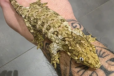 Echsen  kaufen und verkaufen Foto: Leachianus available 0.0.8