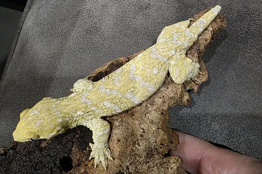 Echsen  kaufen und verkaufen Foto: Leachianus available 0.0.7