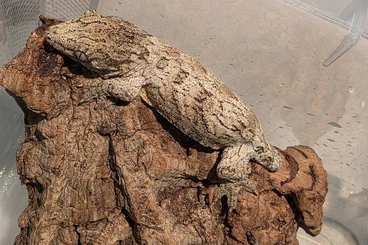 Echsen  kaufen und verkaufen Foto: Leachianus available 0.0.6