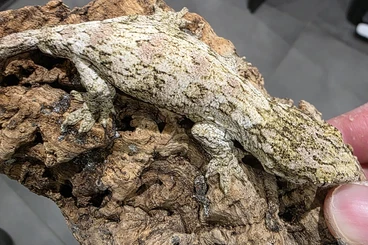 Echsen  kaufen und verkaufen Foto: Leachianus Caanawa, Khogis