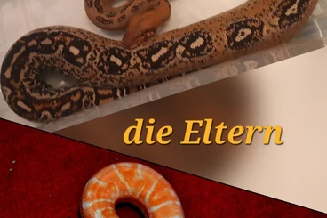 Boas kaufen und verkaufen Photo: Supernova het Kahl und Hypo-Supernova het Kahl