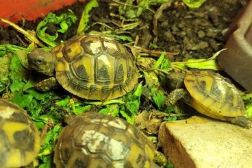 Landschildkröten kaufen und verkaufen Foto: Griechische Landschildkröte aus Zucht 2025 zu verkaufen