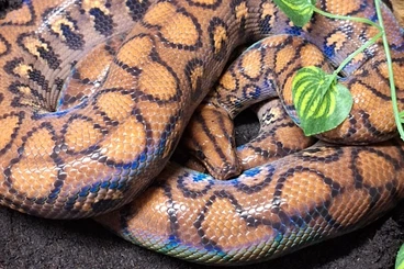 Boas kaufen und verkaufen Photo: Rote Regenbogenboa 1.0 + Terrarium