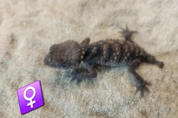 Geckos kaufen und verkaufen Photo: Nephrurus Asper 1.1  ...13.12.25 Hamm