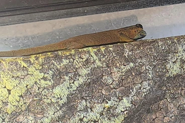 Geckos kaufen und verkaufen Foto: Lygodactulus Williamsi Weibchen