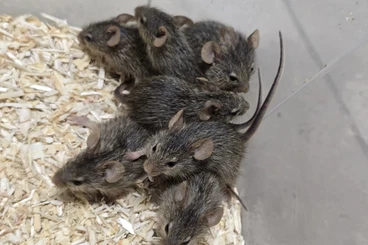 Exotische Säuger kaufen und verkaufen Foto: arvicanthis neumanni ratti dei prati