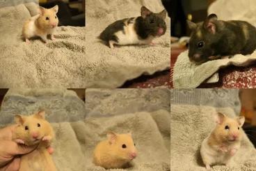 Exotische Säuger kaufen und verkaufen Foto: Mesocricetus auratus, hamster sirio