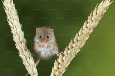 Exotic mammals kaufen und verkaufen Photo: I'm looking for Micromys minutus  and rodents