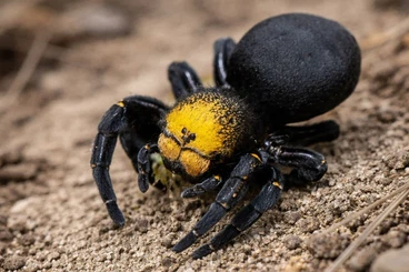 Spiders and Scorpions kaufen und verkaufen Photo: Looking for jumping spiders to collect at the Houten fair in April