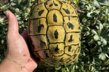 Landschildkröten kaufen und verkaufen Foto: Gargano, ragusa, madonie, sarde hh and marginatas for sale