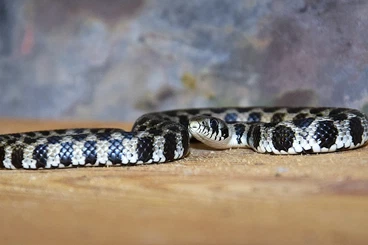Schlangen kaufen und verkaufen Foto: Snakes for Hamm / Gonyosoma, Natrix, Hognose