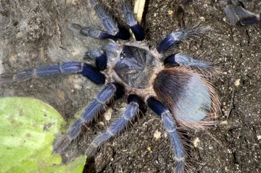 - bird spiders kaufen und verkaufen Photo: Diverse Vogelspinnen zu verkaufen