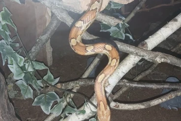 Nattern ungiftige  kaufen und verkaufen Foto: Kornnatter Weibchen abzugeben