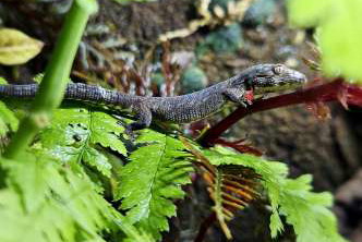 Lizards kaufen und verkaufen Photo: Available for hamm houten
