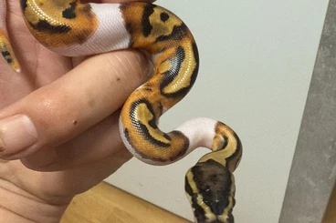 Ball Pythons kaufen und verkaufen Photo: Königspython Orange Dream enchi piebold