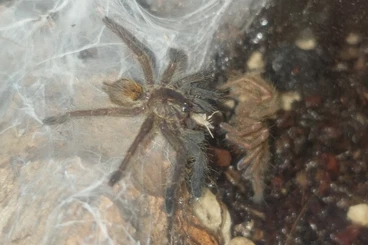 Spinnen und Skorpione kaufen und verkaufen Foto: Biete Pterinochilus murinus 3-4 FH