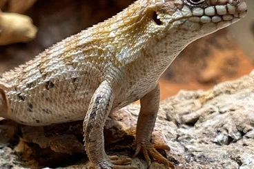 Skinke kaufen und verkaufen Foto: 0.0.1 Egernia depressa 2024