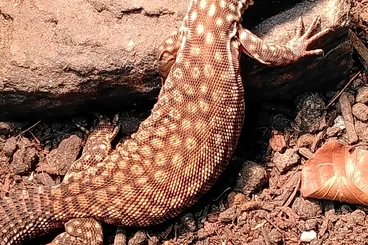 Monitor lizards kaufen und verkaufen Photo: Varanus acanthurus yellow ackies