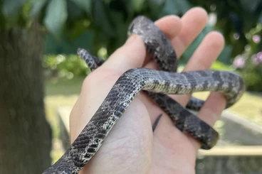 Snakes kaufen und verkaufen Photo: X.X Sibon nebulatus for trade (or good offer)