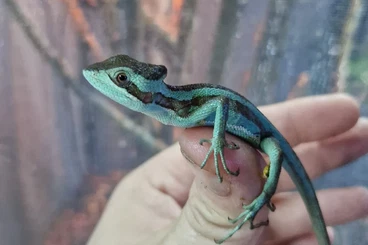 Lizards kaufen und verkaufen Photo: Laemanctus julio dispo belgium