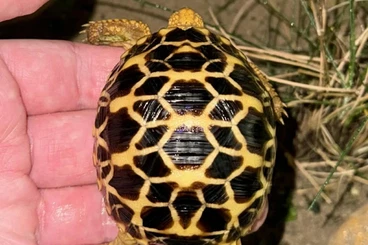 Tortoises kaufen und verkaufen Photo: Tortoises available for Hamm