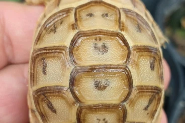 Tortoises kaufen und verkaufen Photo: Tortoises available for Hamm