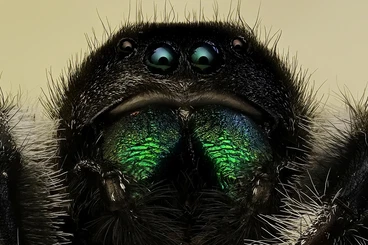 Vogelspinnen kaufen und verkaufen Foto: Typhochlaena seladonia 0.1