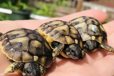 Landschildkröten kaufen und verkaufen Foto: Griechische Landschildkröten Thh aus Apulien und Sardinien