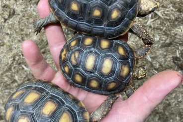 Landschildkröten kaufen und verkaufen Foto: NZ Geochelone carbonaria 2023 / 2024