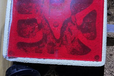 Insekten kaufen und verkaufen Foto: Odontomachus haematodus Colony 20W+