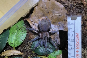 Vogelspinnen kaufen und verkaufen Foto: Tliltocatl vagans, Hapalopus formosus & Nhandu carapoensis