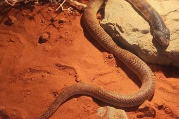 Giftschlangen kaufen und verkaufen Foto: Aspidelaps lubricus cowelsi 1.1