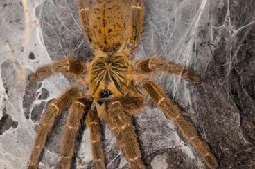 Spinnen und Skorpione kaufen und verkaufen Foto: Biete für Hamm/Offer for Hamm