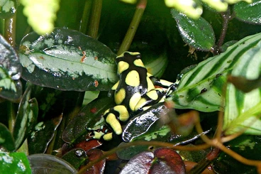 Poison dart frogs kaufen und verkaufen Photo: Dendrobates Auratus Capurgana