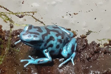 Poison dart frogs kaufen und verkaufen Photo: Dendrobates Auratus la Coca