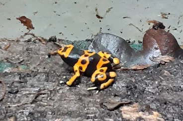 Poison dart frogs kaufen und verkaufen Photo: 0.0.1 Dendrobates Leucomelas