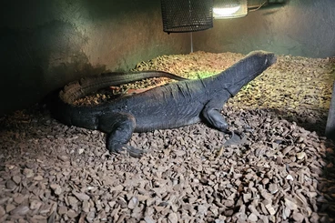 Warane kaufen und verkaufen Foto: Varanus salvator komaini Black dragon
