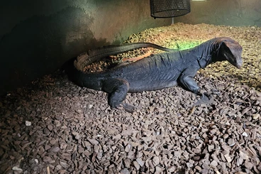 Monitor lizards kaufen und verkaufen Photo: Varanus salvator komaini Black dragon