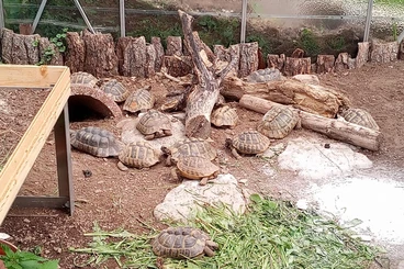 Turtles and Tortoises kaufen und verkaufen Photo: Weibliche griechische Landschildkröten